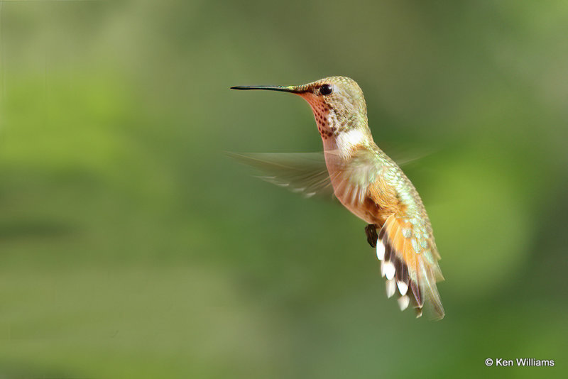 Rufous Hummingbird female, Paradise, AZ_25568a.jpg