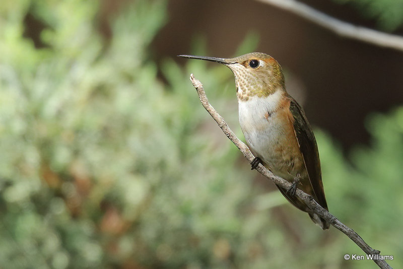 Rufous Hummingbird female, Paradise, AZ_25590a.jpg