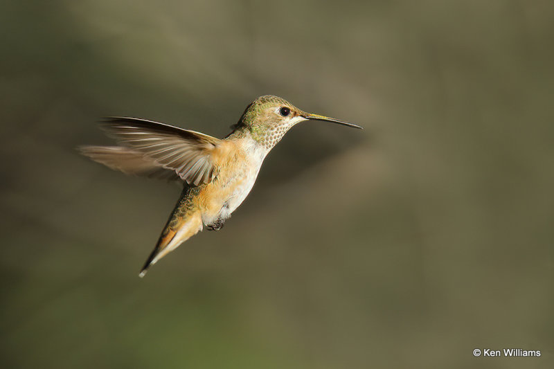 Rufous Hummingbird female, Paradise, AZ_26348a.jpg