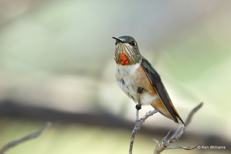 Rufous Hummingbird female, Portal, AZ_25411a.jpg