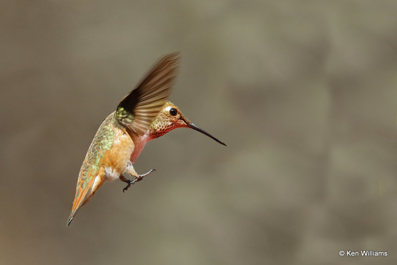 Rufous Hummingbird female, Portal, AZ_25412a.jpg