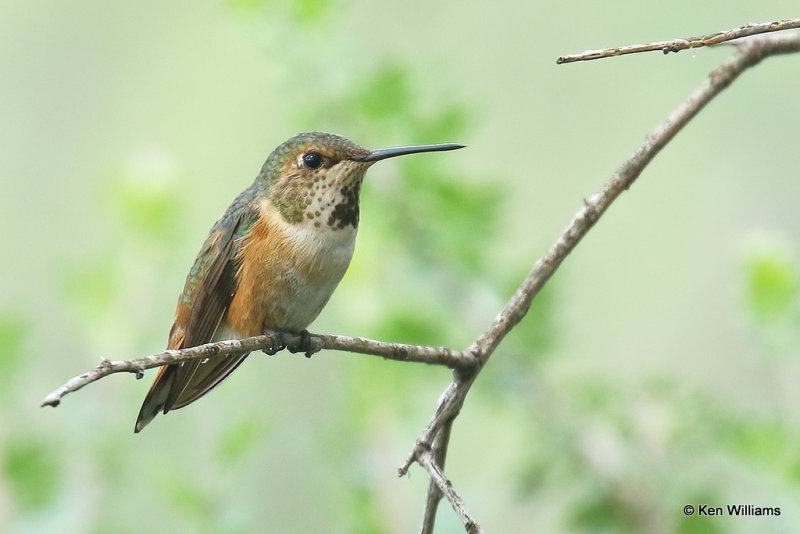 Rufous Hummingbird immature male, Portal, AZ_24775a.jpg