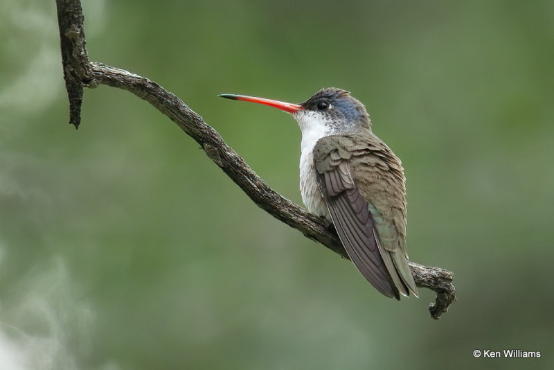 Violet-crowned Hummingbird, Portal, AZ_23865a.jpg