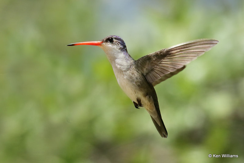 Violet-crowned Hummingbird, Portal, AZ_24630a.jpg