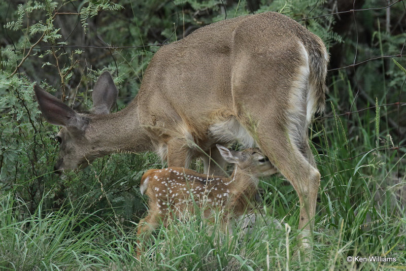 White-tailed Deer doe & fawn - Coues, Portal, AZ_23993a.jpg