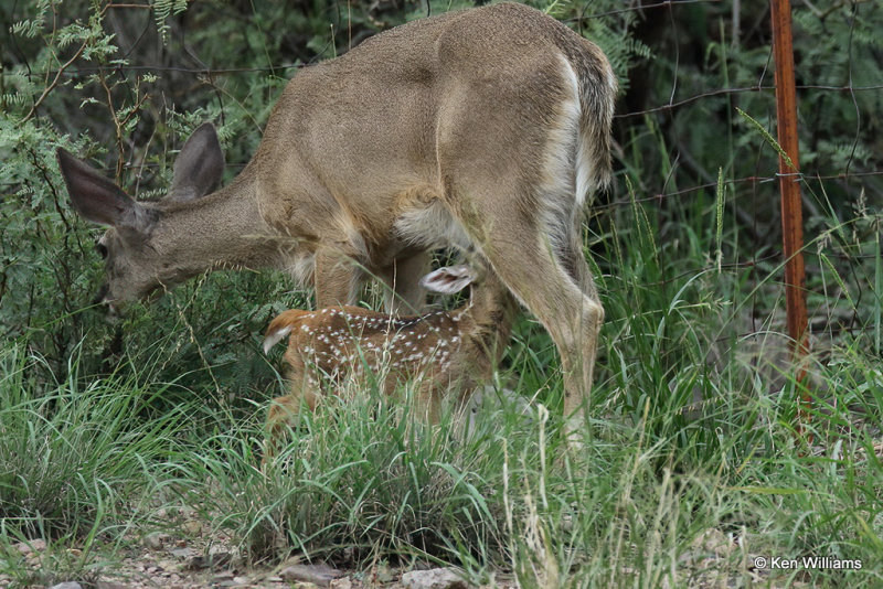 White-tailed Deer doe & fawn - Coues, Portal, AZ_23994a.jpg