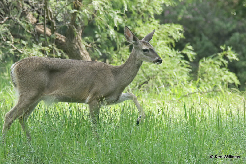 White-tailed Deer doe - Coues, Portal, AZ_24160a.jpg