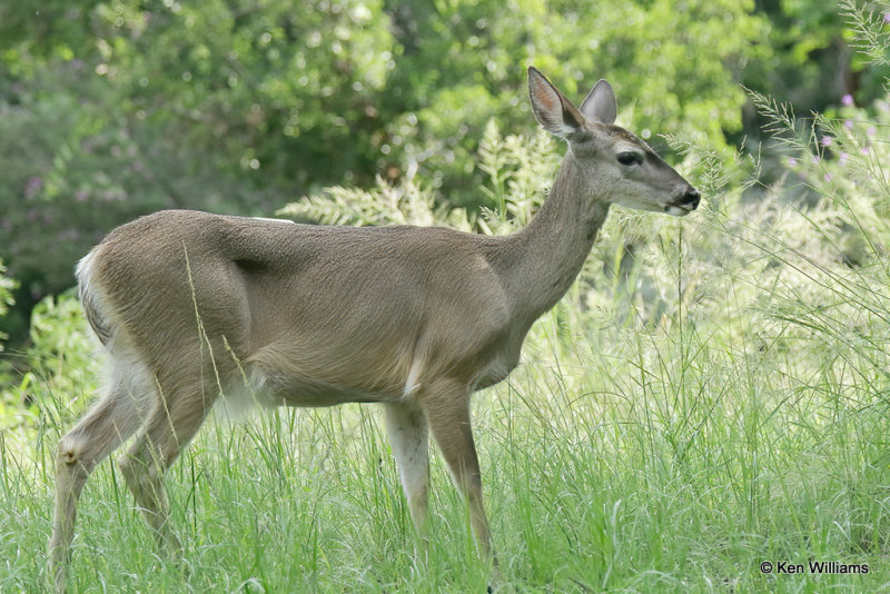 White-tailed Deer doe - Coues, Portal, AZ_24161a.jpg