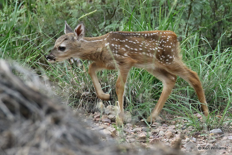 White-tailed Deer fawn - Coues, Portal, AZ_23975a.jpg