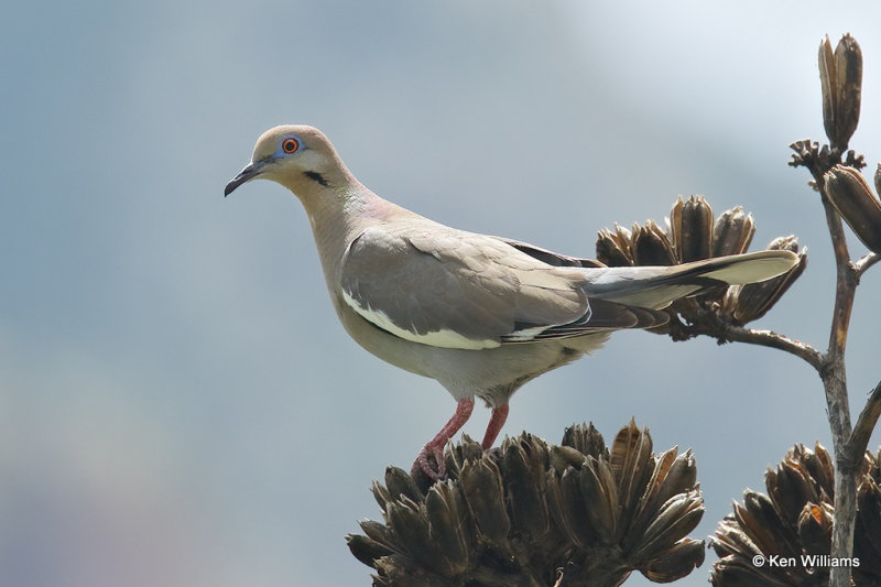 White-winged Dove, Portal, AZ_25403a.jpg