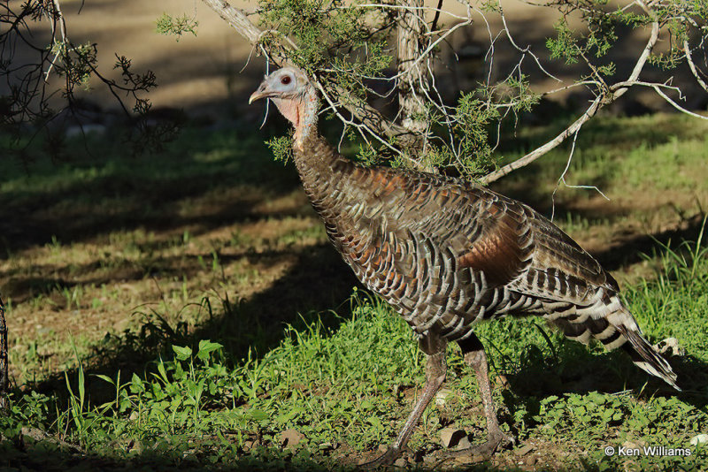 Wild Turkey hen - Goulds subspecies, Ash Canyon, AZ_25769a.jpg