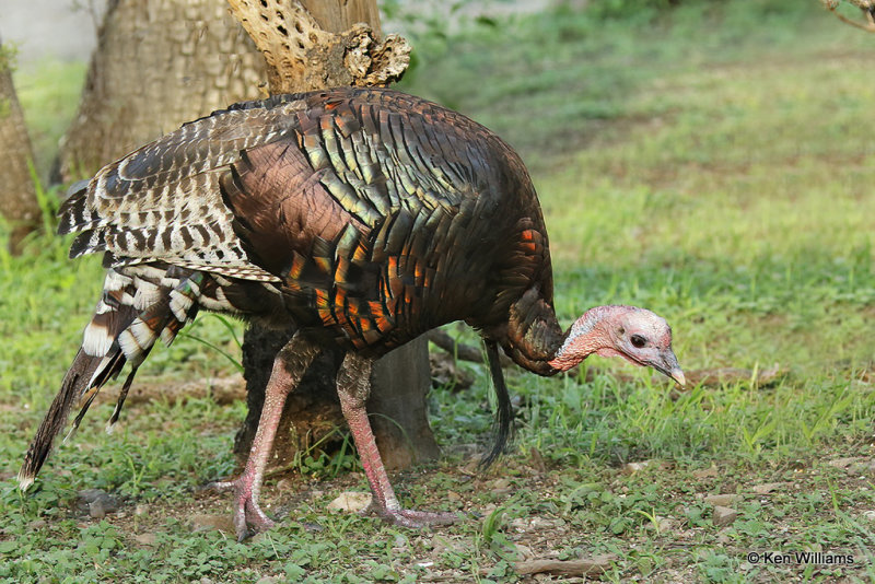 Wild Turkey tom - Goulds subspecies, Pardise, AZ_25801a.jpg