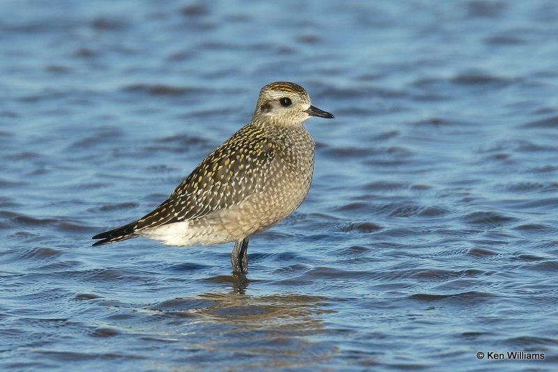 American Golden Plover juvenile, Rogers Co, OK, 008115a.jpg
