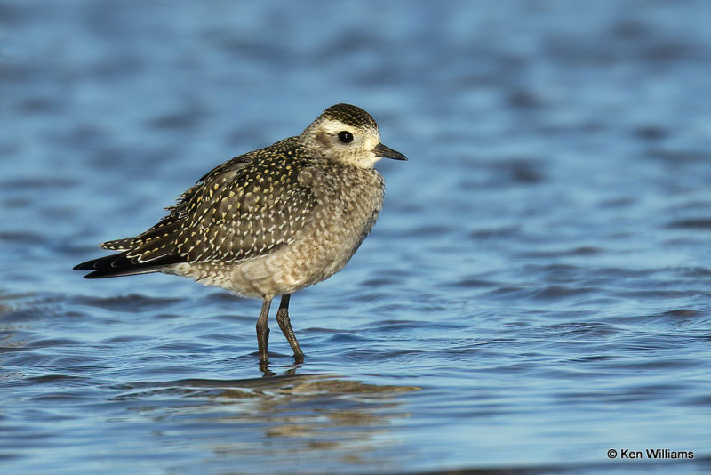 American Golden Plover juvenile, Rogers Co, OK, 008129a.jpg