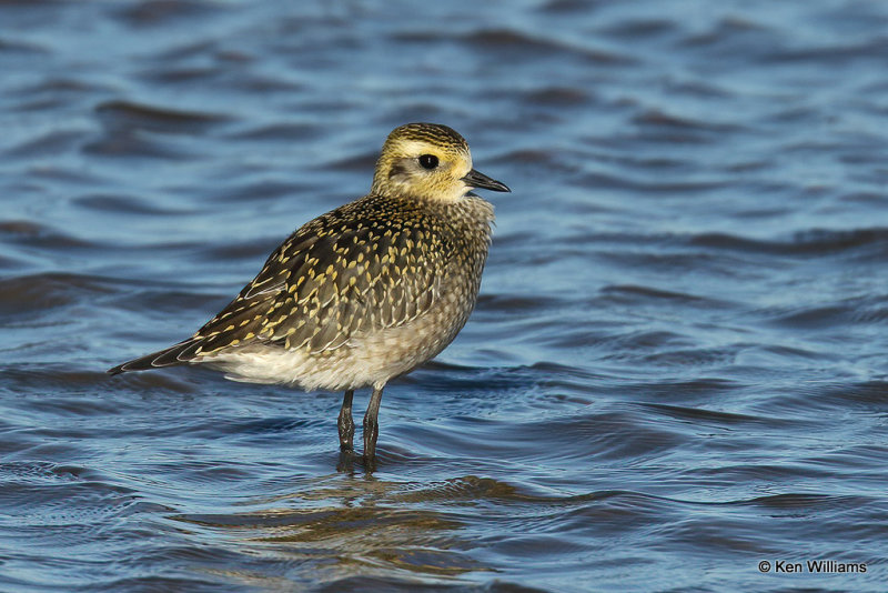 American Golden Plover juvenile, Rogers Co, OK, 008155a.jpg
