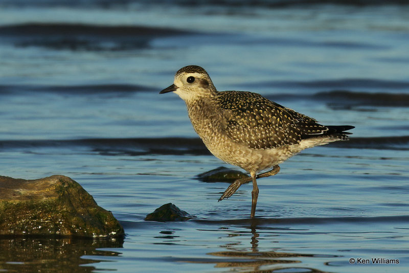American Golden Plover juvenile, Rogers Co, OK,_009472a.jpg