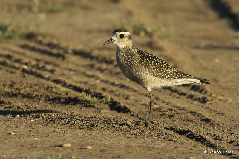 American Golden Plover juvenile, Rogers Co, OK,_009480a.jpg