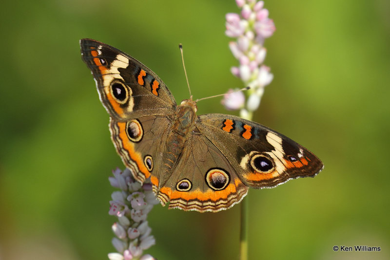 Common Buckeye, Rogers Co, OK, 004009a.jpg