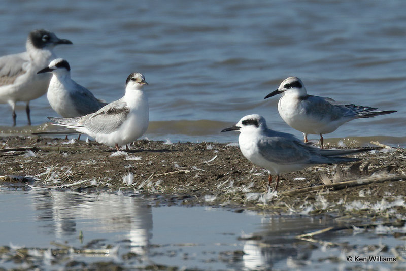 Common Tern juvenile middle, Rogers Co, OK, _007521a.jpg