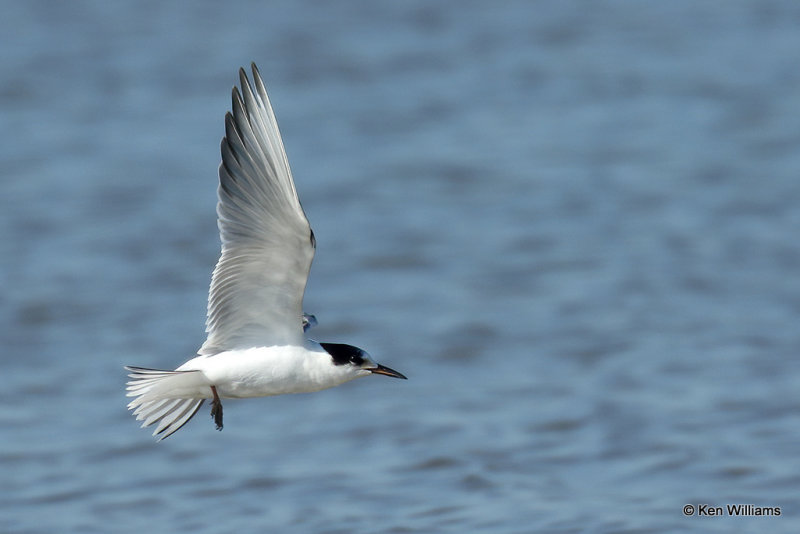 Common Tern juvenile, Rogers Co, OK, _007542a.jpg