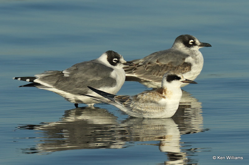 Forster's Tern juvenile & Franklin's Gulls nonbreeding, Rogers Co, OK,009045a.jpg
