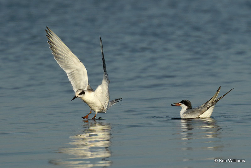 Forster's Tern juvenile left, Rogers Co, OK, 003776a.jpg
