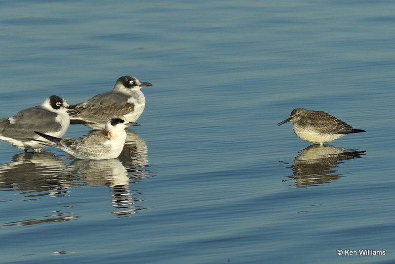Forster's Tern juvenile, Franklin's Gulls & Red Knot nonbreeding, Rogers Co, OK,009064a.jpg