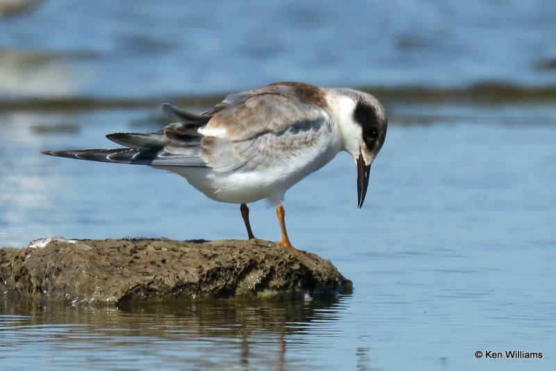 Forster's Tern juvenile, Rogers Co, OK, 003772a.jpg