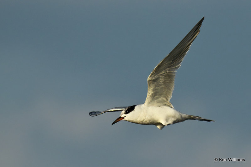 Forster's Tern juvenile, Rogers Co, OK, 007894a.jpg