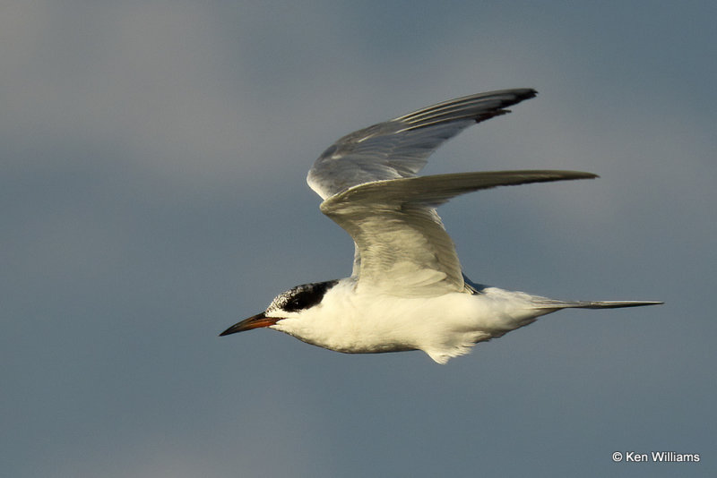 Forster's Tern juvenile, Rogers Co, OK, 007896a.jpg