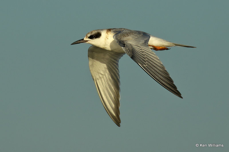 Forster's Tern juvenile, Rogers Co, OK,008890a.jpg