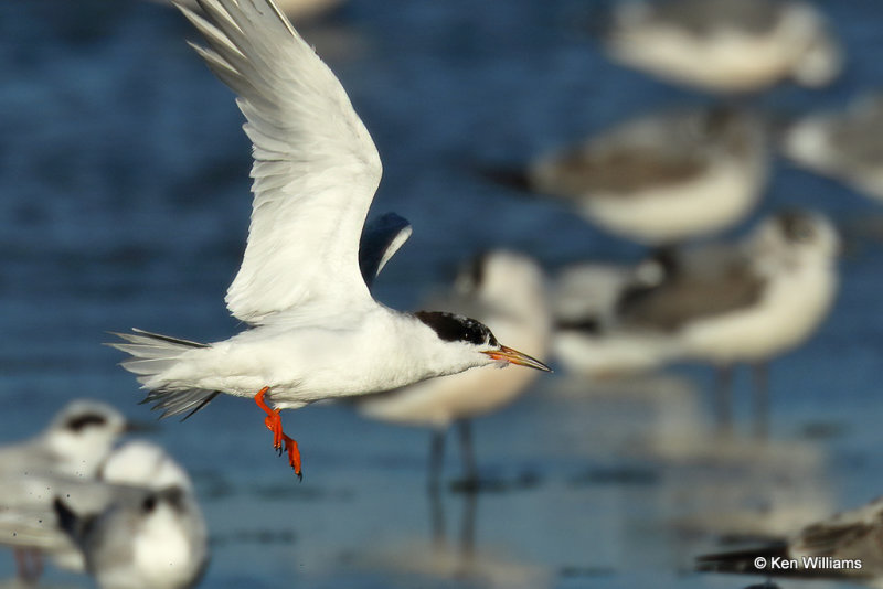 Forster's Tern molting into nonbreeding plumage, Rogers Co, OK, 003665a.jpg