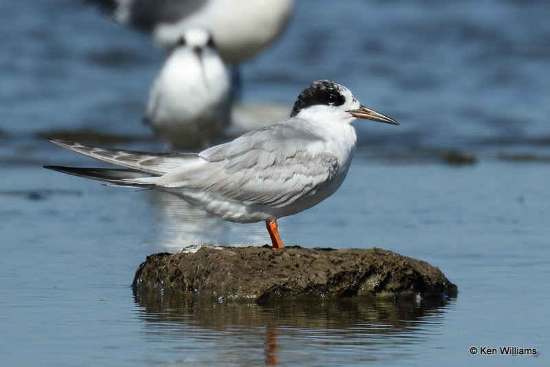 Forster's Tern molting into nonbreeding plumage, Rogers Co, OK, 003769a.jpg