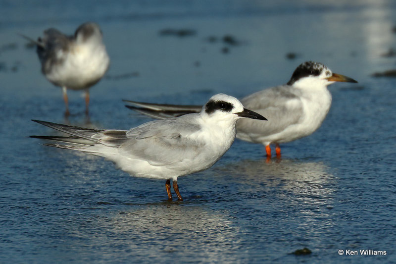 Forster's Tern nonbreeding, Rogers Co, OK, 003758a.jpg