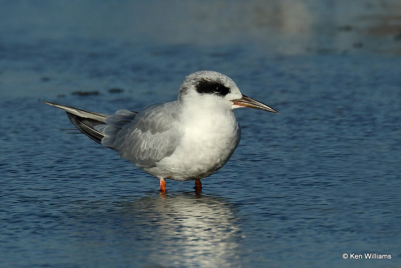 Forster's Tern nonbreeding, Rogers Co, OK, 003761a.jpg