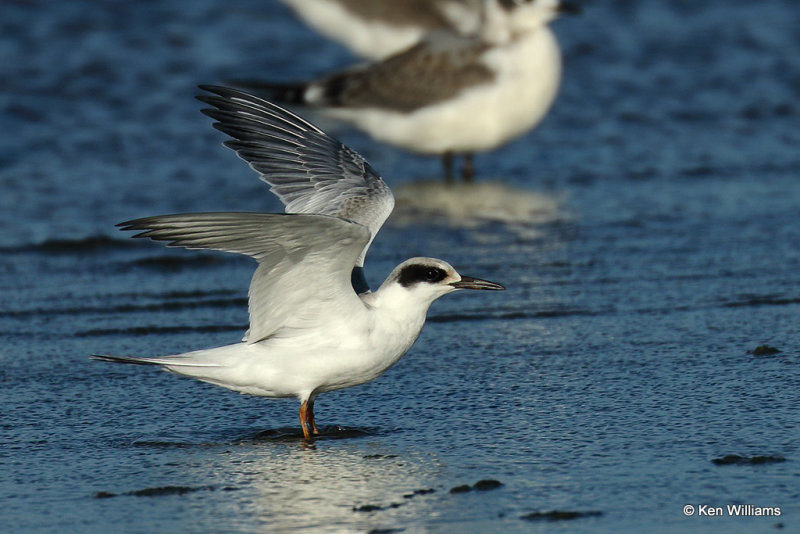 Forster's Tern nonbreeding, Rogers Co, OK, 003763a.jpg