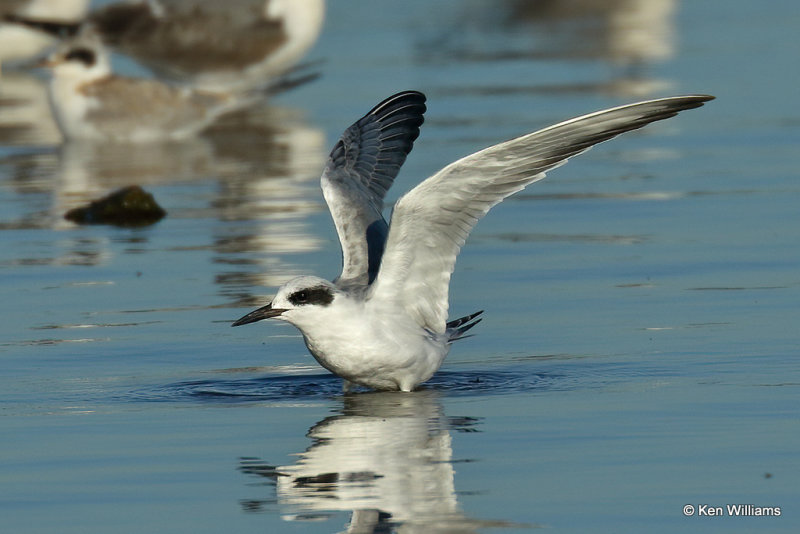 Forster's Tern nonbreeding, Rogers Co, OK,008788a.jpg