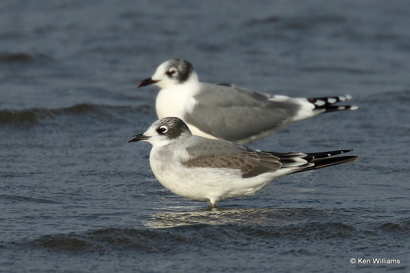 Franklin's Gull 1st cycle front bird, Rogers Co, OK, 007941a.jpg