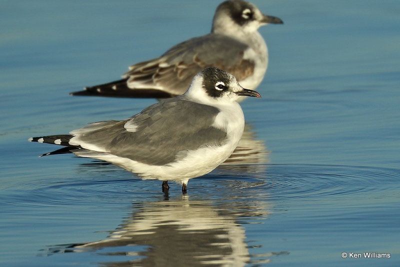 Franklin's Gull juvenile, Rogers Co, OK,008951a.jpg