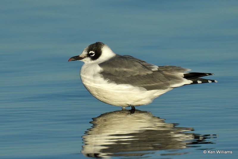 Franklin's Gull nonbreeding, Rogers Co, OK,009015a.jpg