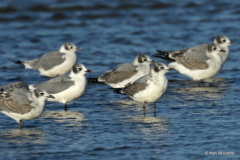 Franklin's Gull, Rogers Co, OK, 003674a.jpg