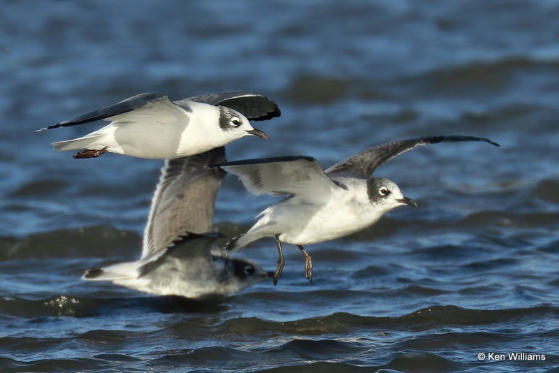 Franklin's Gulls, Rogers Co, OK, 003680a.jpg