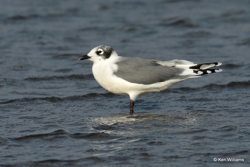 Franklin's Gull, Rogers Co, OK, 007933a.jpg