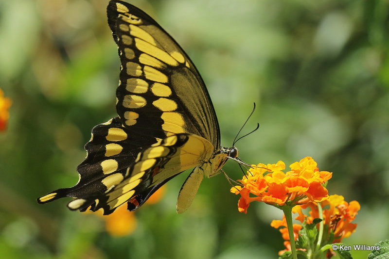 Giant Swallowtail, Rogers Co yard, OK, 006886a.jpg