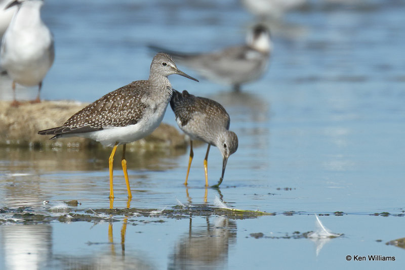 Lesser Yellowlegs, Rogers Co, OK, 004983a.jpg