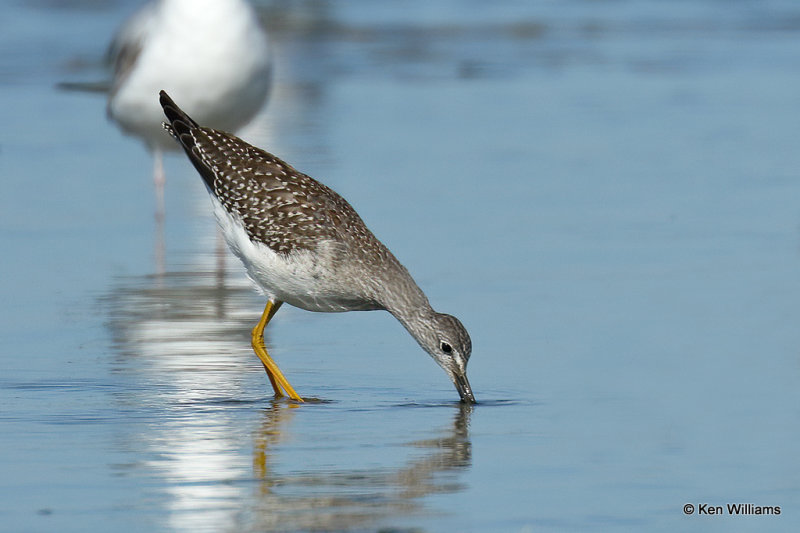 Lesser Yellowlegs, Rogers Co, OK, 004984a.jpg