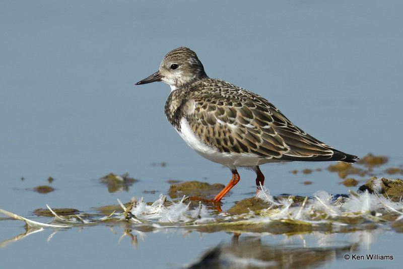Ruddy Turnstone juvenile, Rogers Co, OK, 09_18_2021_R_007593a.jpg