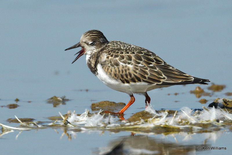 Ruddy Turnstone juvenile, Rogers Co, OK, 09_18_2021_R_007594a.jpg