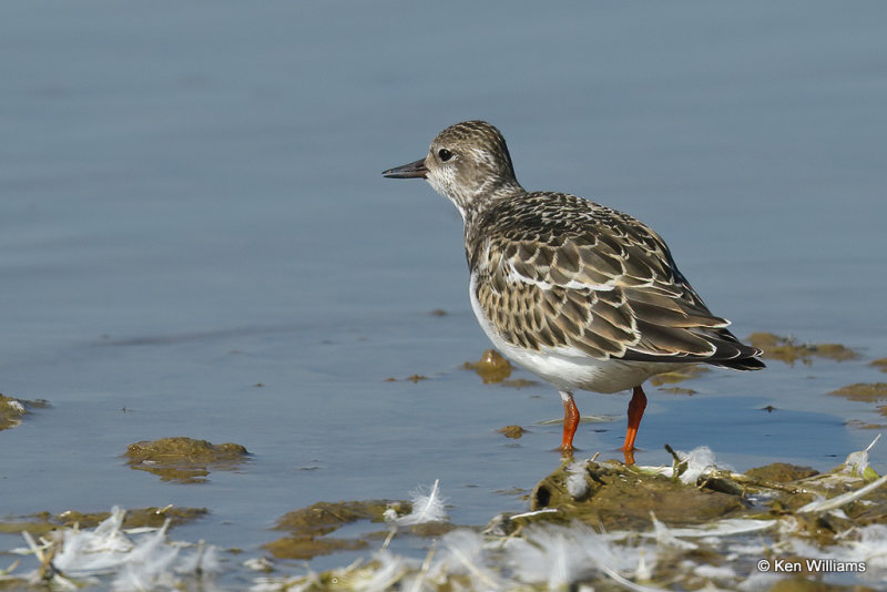 Ruddy Turnstone juvenile, Rogers Co, OK, 09_18_2021_R_007596a.jpg