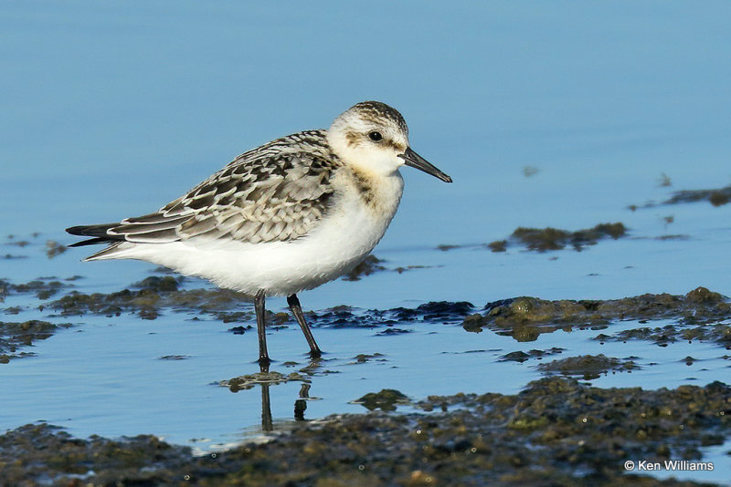 Sanderling juvenile, Rogers Co, OK, 004646a.jpg